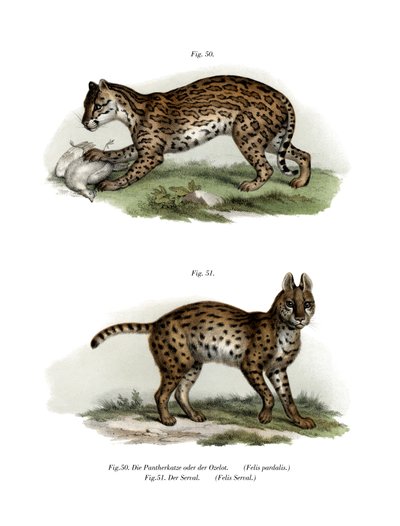 Ocelot, 1860 door German School